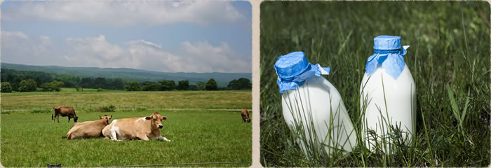 ジャージー牛の牛乳