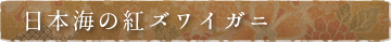日本海の紅ズワイガニ