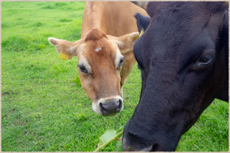 ひるぜんジャージーランド
